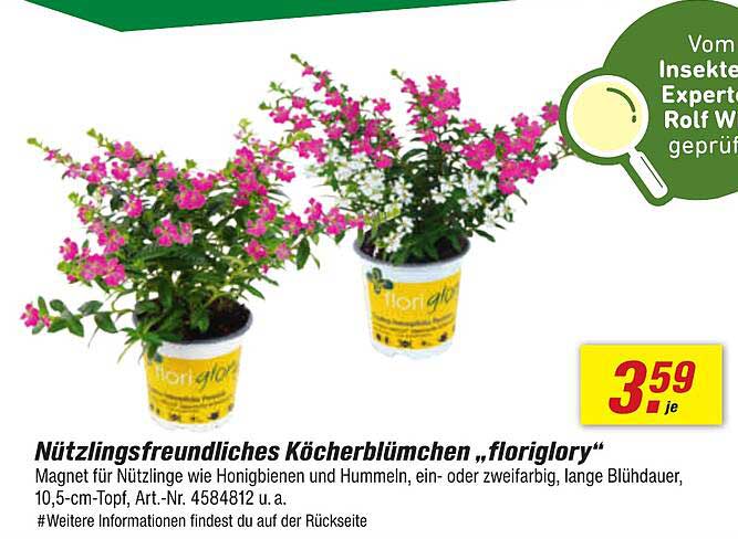 Nützlingsfreundliches Köcherblümchen „floriglory“