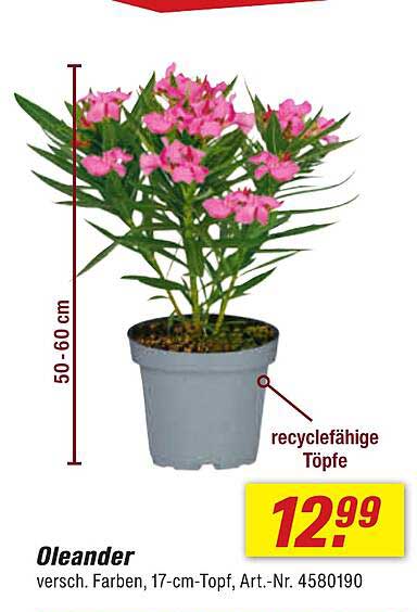 Oleander in verschiedenen Farben, 17-cm-Topf