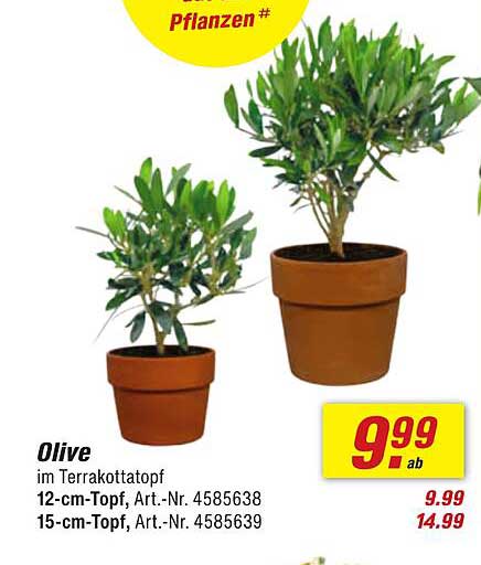 Olive im Terrakottatopf