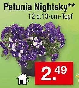 Petunia Nightsky 12 o. 13-cm-Topf
