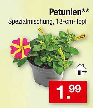 Petunien - Spezialmischung, 13-cm-Topf