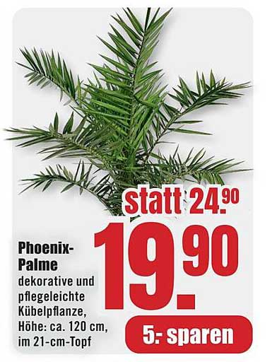 Phoenix-Palme, dekorative und pflegeleichte Kübelpflanze