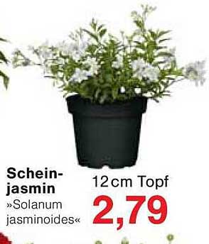 Scheinjasmin »Solanum jasminoides« 12cm Topf