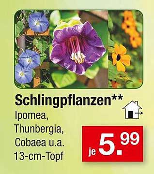 Schlingpflanzen** - Ipomea, Thunbergia, Cobaea u.a. 13-cm-Topf