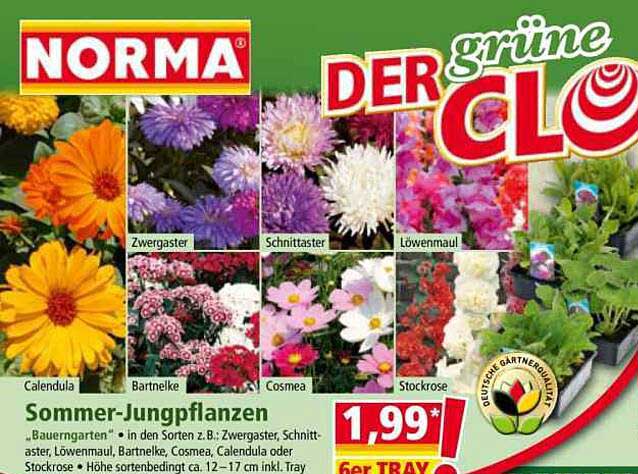 Sommer-Jungpflanzen im 6er Tray – Ein blühendes Paradies für Ihren Garten