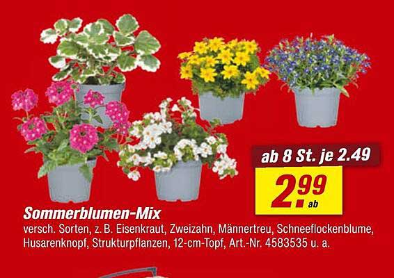 Sommerblumen-Mix
