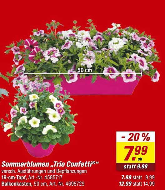 Sommerblumen „Trio Confetti®“