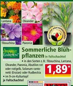 Sommerliche Blühpflanzen in Faltschachtel