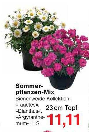 Sommerpflanzen-Mix Bienenweide Kollektion