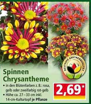Spinnen Chrysantheme