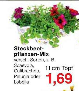 Steckbeetpflanzen-Mix - versch. Sorten, z. B. Scaevola, Calibrachoa, Petunia oder Lobelia
