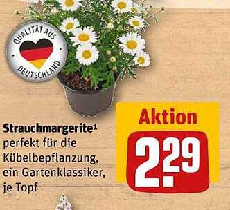 Strauchmargerite – perfekt für die Kübelbepflanzung, ein Gartenklassiker, je Topf
