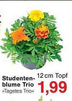 Studentenblume Trio »Tagetes Trio« - 12 cm Topf