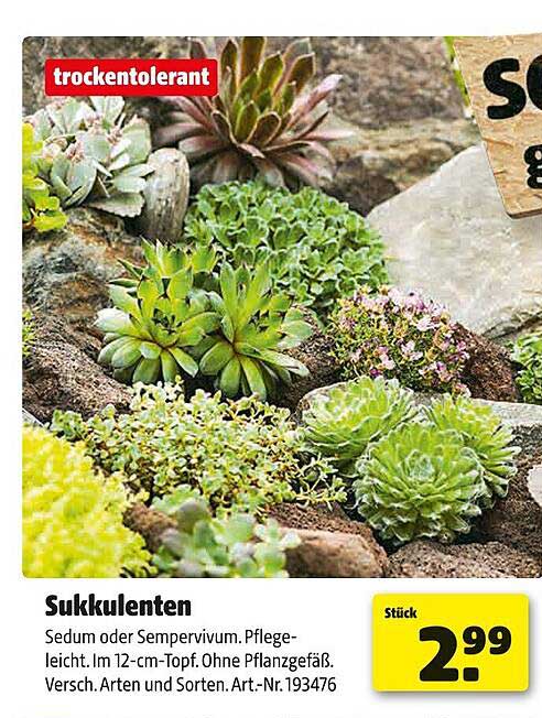 Sukkulenten - Pflegeleicht und ideal für jeden Garten