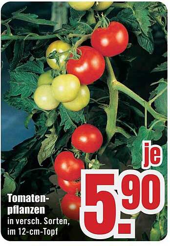 Tomatenpflanzen in verschiedenen Sorten, im 12-cm-Topf