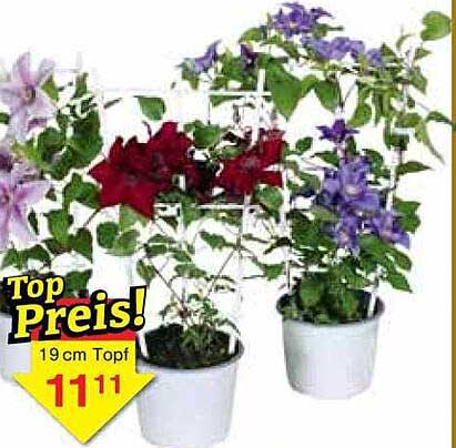 Top Preis! Blühende Pflanzen im 19 cm Topf