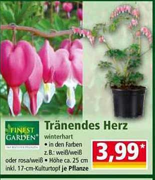 Tränendes Herz - winterhart in verschiedenen Farben