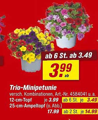Trio-Minipetunie - vielseitige Blütenpracht für Ihren Garten