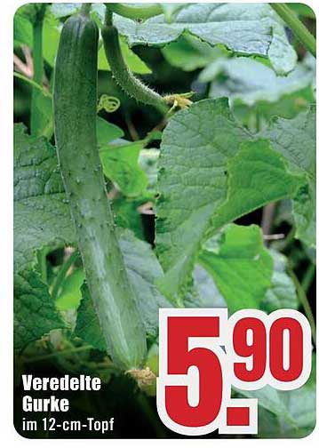 Veredelte Gurke im 12-cm-Topf