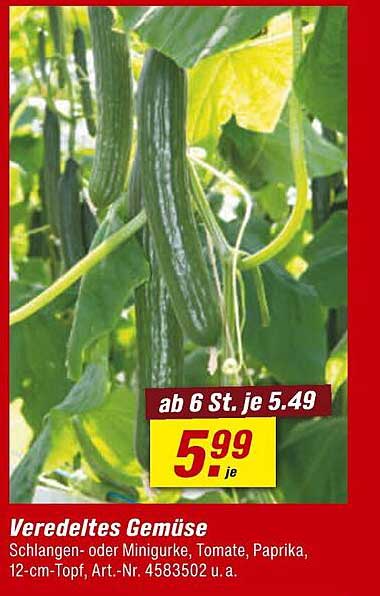 Veredeltes Gemüse - Schlangen- oder Minigurke, Tomate, Paprika, 12-cm-Topf
