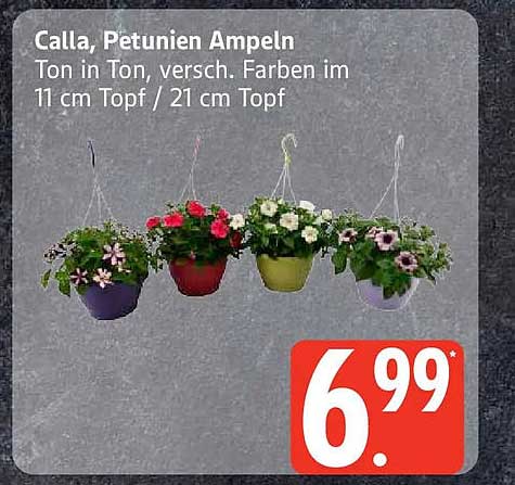 Calla, Petunien Ampeln