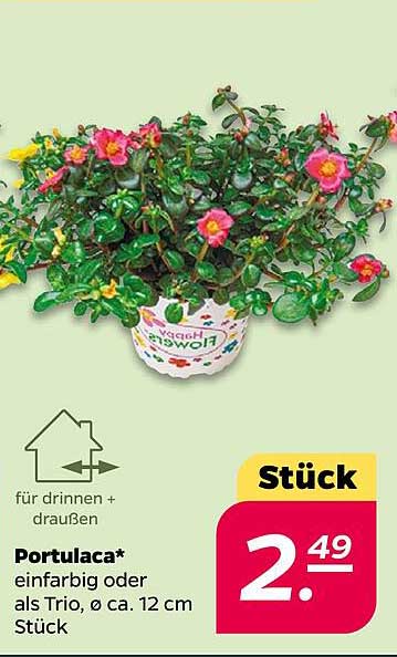 Portulaca* einfarbig oder als Trio, Ø ca. 12 cm Stück