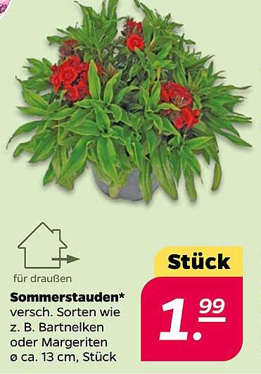 Sommerstauden - Verschiedene Sorten wie Bartnelken oder Margeriten, Ø ca. 13 cm, Stück