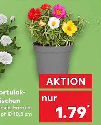AKTION nur 1.79*