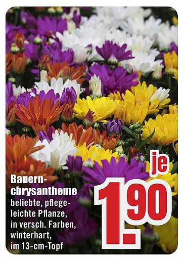 Bauern-chrysantheme beliebte, pflege-leichte Pflanze, in versch. Farben, winterhart, im 13-cm-Topf