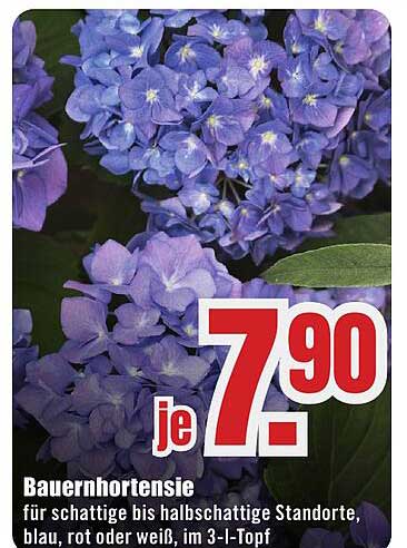 Bauernhortensie