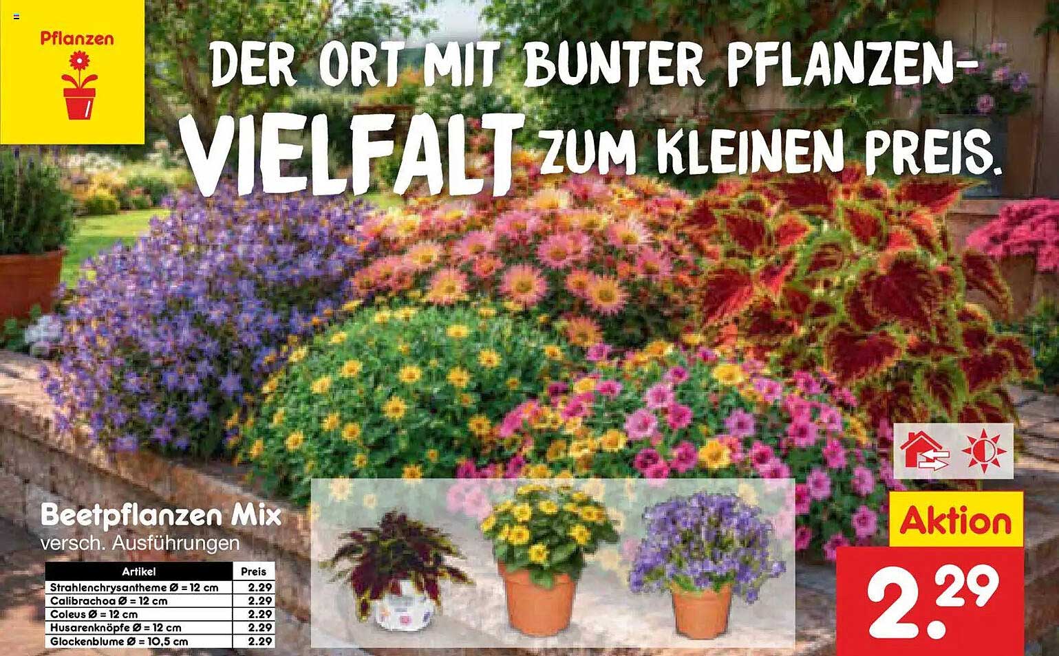 Beetpflanzen Mix