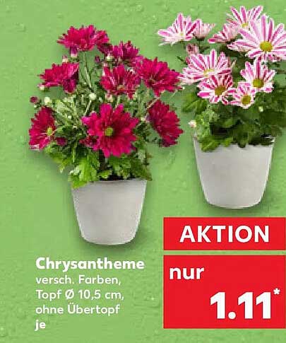Chrysantheme