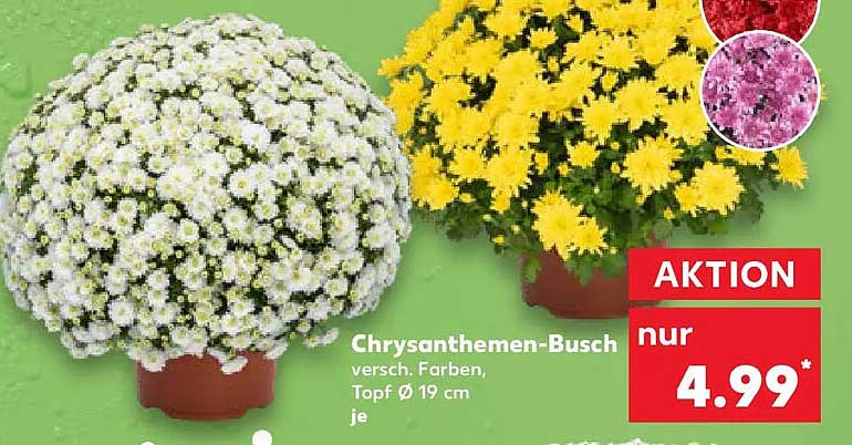Chrysanthemen-Busch versch. Farben, Topf Ø 19 cm je