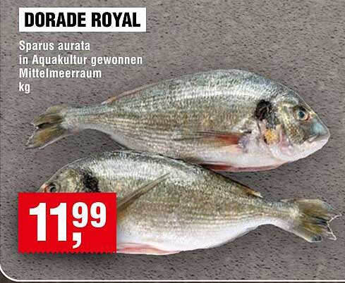 DORADE ROYAL