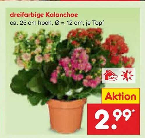 dreifarbige Kalanchoe