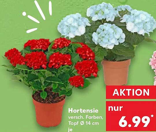 Hortensie versch. Farben, Topf Ø 14 cm je