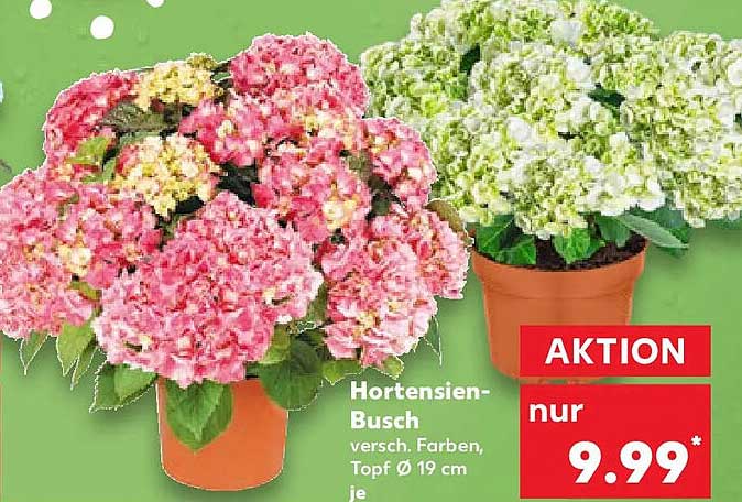Hortensien-Busch versch. Farben, Topf Ø 19 cm je