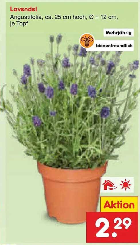 Lavendel