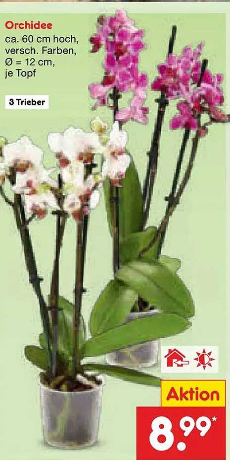 Orchidee