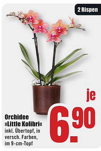 Orchidee »Little Kolibri« inkl. Übertopf, in versch. Farben, im 9-cm-Topf