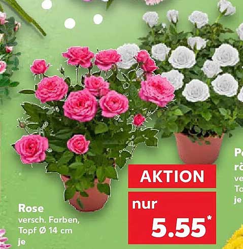 Rose versch. Farben, Topf Ø 14 cm