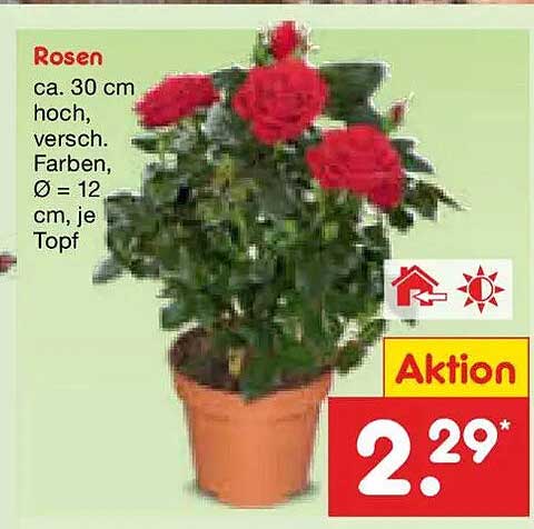 Rosen ca. 30 cm hoch, versch. Farben, Ø = 12 cm, je Topf