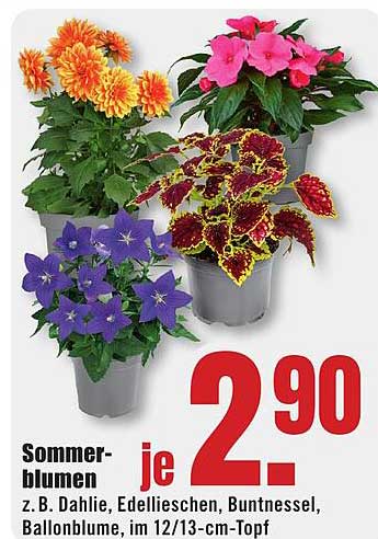 Sommerblumen