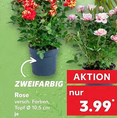 ZWEIFARBIG Rose versch. Farben, Topf Ø 10,5 cm je