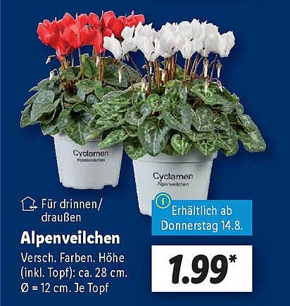 Alpenveilchen - Verschiedene Farben für drinnen und draußen