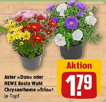Aster »Duo« oder REWE Beste Wahl Chrysantheme »Trio« je Topf