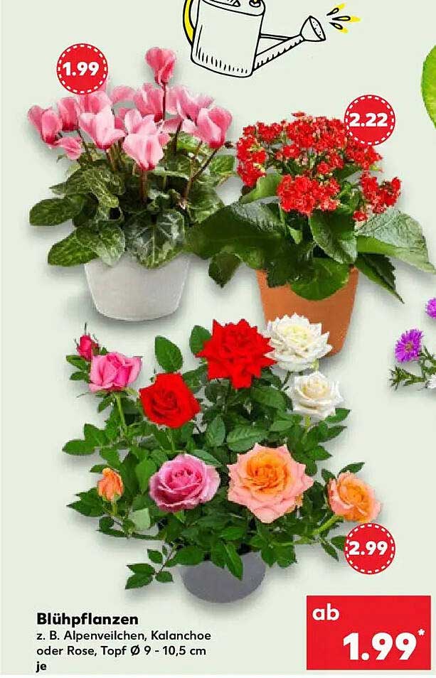 Blühpflanzen z. B. Alpenveilchen, Kalanchoe oder Rose, Topf Ø 9 - 10,5 cm je