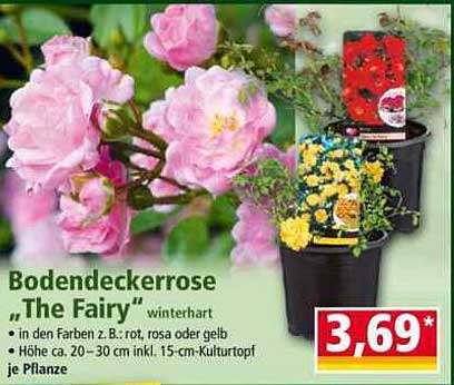 Bodendeckerrose „The Fairy“