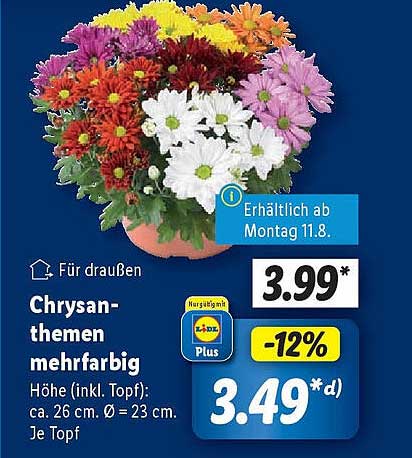 Chrysanthämen mehrfarbig – für ein blühendes Zuhause