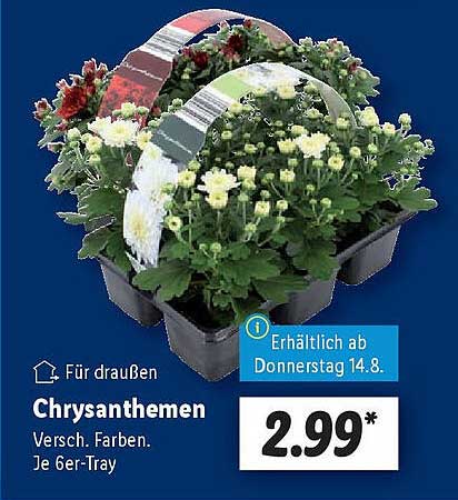 Chrysanthemen - Verschiedene Farben im 6er-Tray
